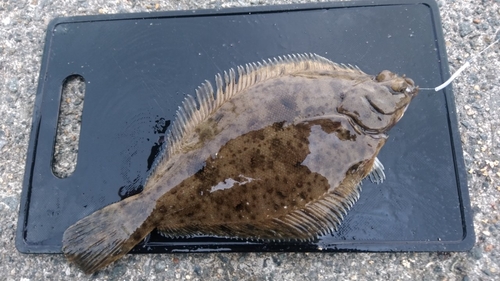 カレイの釣果