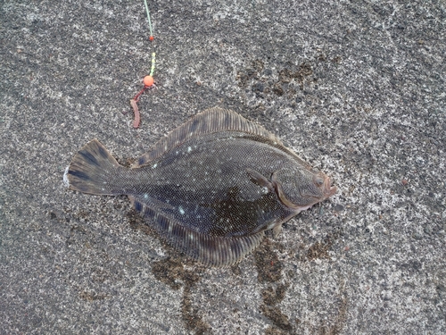 カレイの釣果