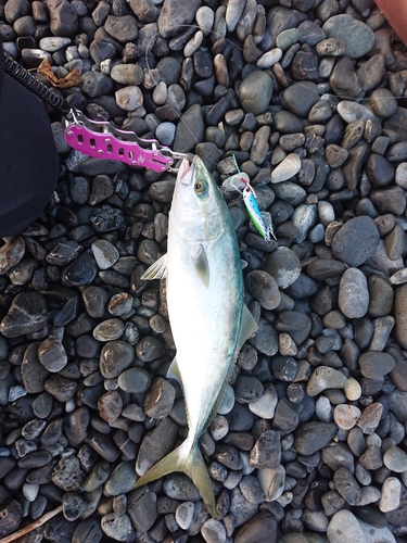 イナダの釣果