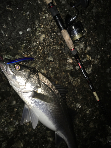 スズキの釣果