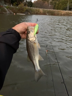 ラージマウスバスの釣果