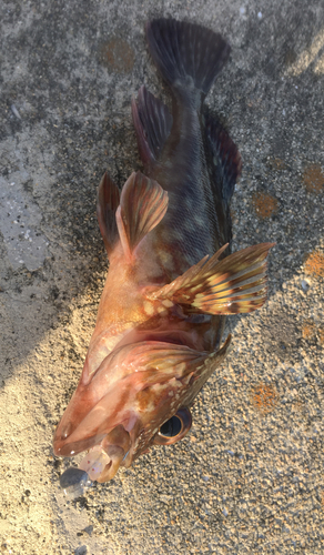 カサゴの釣果