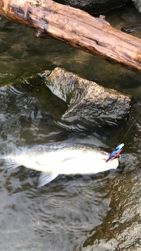 ヘラブナの釣果