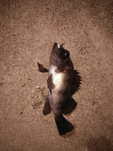 クロメバルの釣果