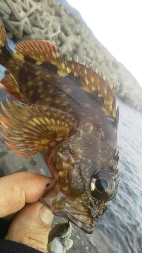 カサゴの釣果