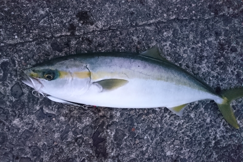 ハマチの釣果