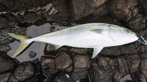 ブリの釣果