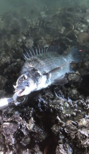 チヌの釣果