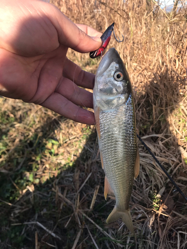 ハスの釣果