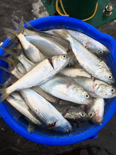 コノシロの釣果