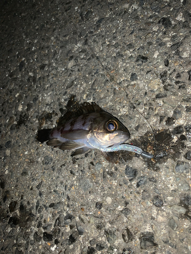 アカメバルの釣果