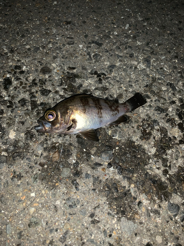 アカメバルの釣果