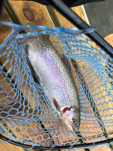 ニジマスの釣果