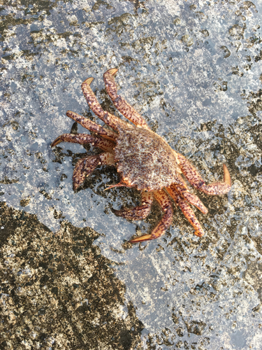 カニの釣果