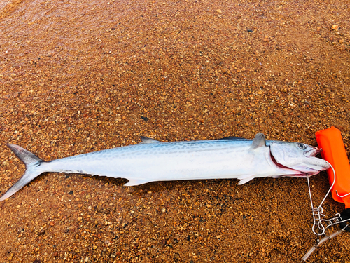 サゴシの釣果