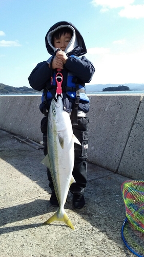 ハマチの釣果