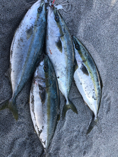 イナダの釣果