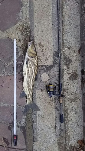 ニゴイの釣果