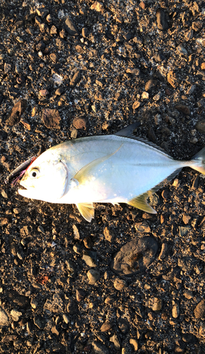 メッキの釣果