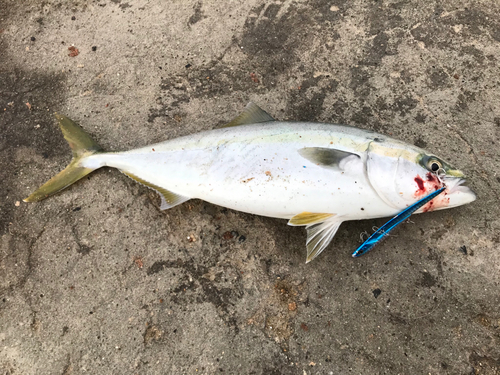 ツバスの釣果