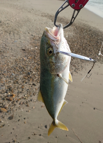 ツバスの釣果