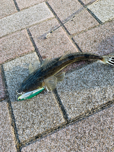 マゴチの釣果