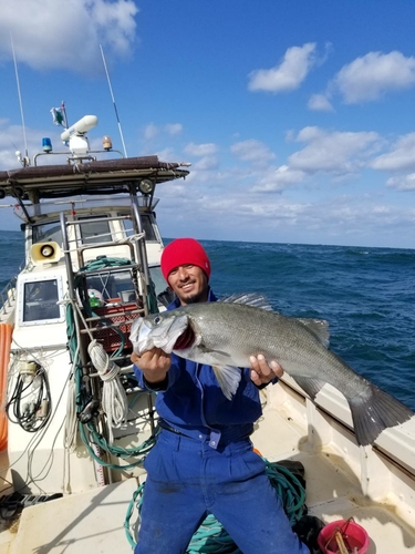 ヒラスズキの釣果