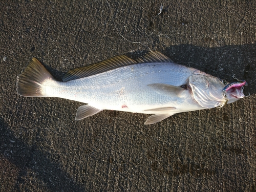 ニベの釣果