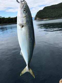 イナダの釣果