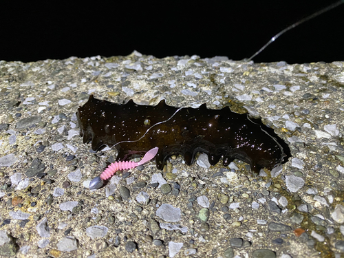 ナマコの釣果