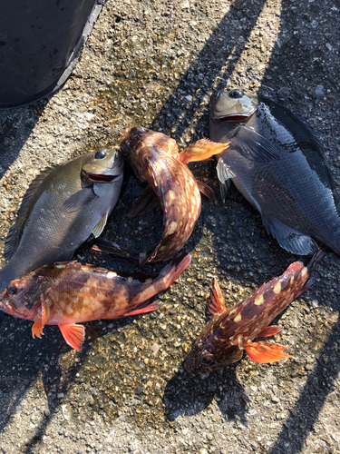 カサゴの釣果