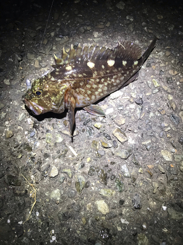 タケノコメバルの釣果