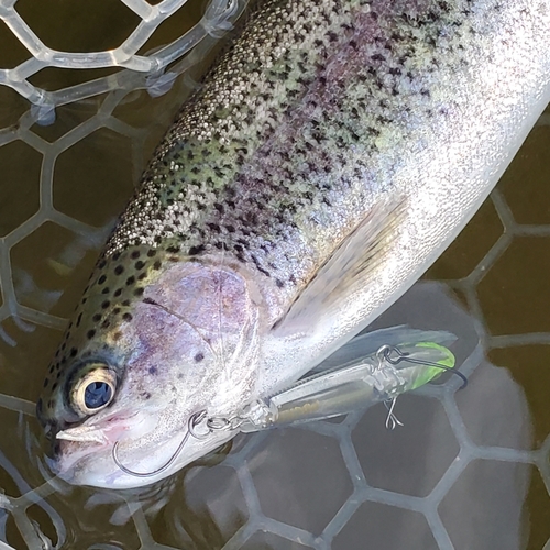 ニジマスの釣果