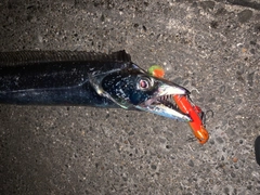 タチウオの釣果