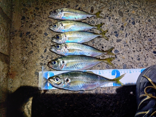 アジの釣果