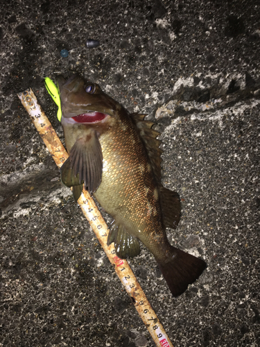 エゾメバルの釣果