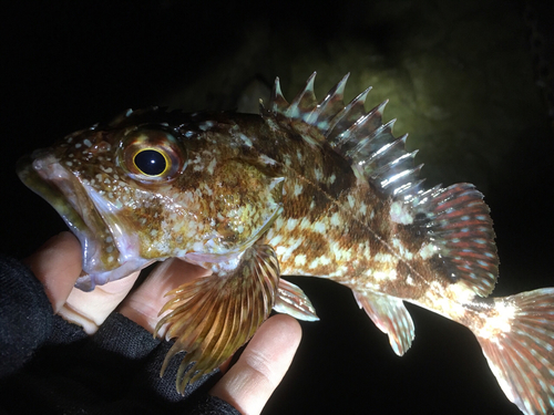 カサゴの釣果