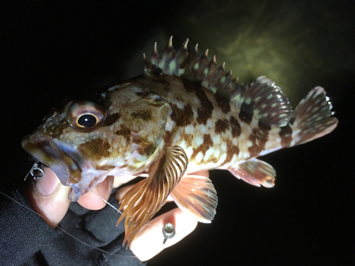 カサゴの釣果