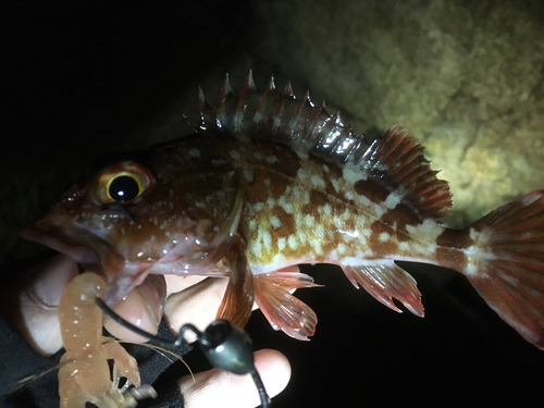 カサゴの釣果