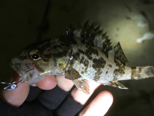 タケノコメバルの釣果