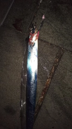 タチウオの釣果