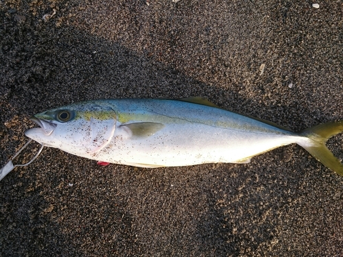 イナダの釣果