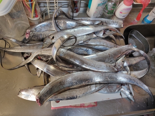 タチウオの釣果