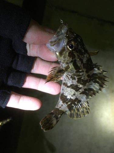 タケノコメバルの釣果