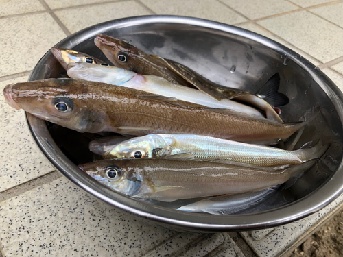 キスの釣果