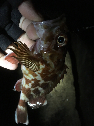 カサゴの釣果