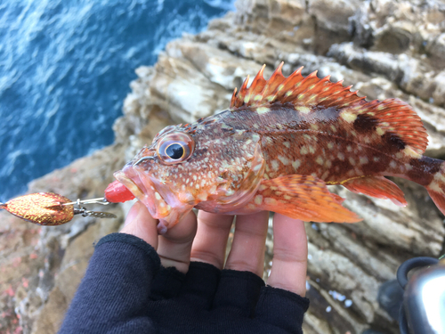 カサゴの釣果