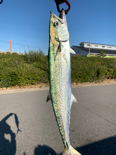 サゴシの釣果