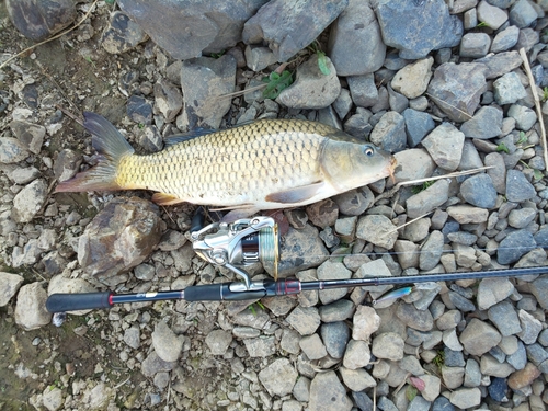 コイの釣果