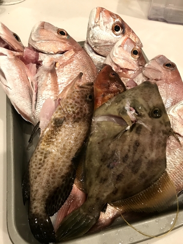 マダイの釣果